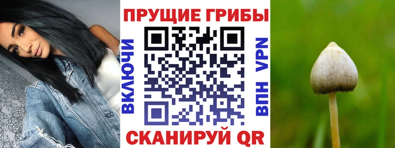 Псилоцибиновые грибы мицелий Котово